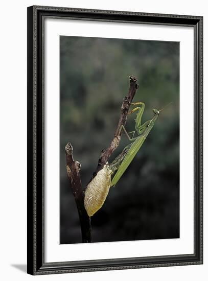 Mantis Religiosa (Praying Mantis) - Laying-Paul Starosta-Framed Photographic Print