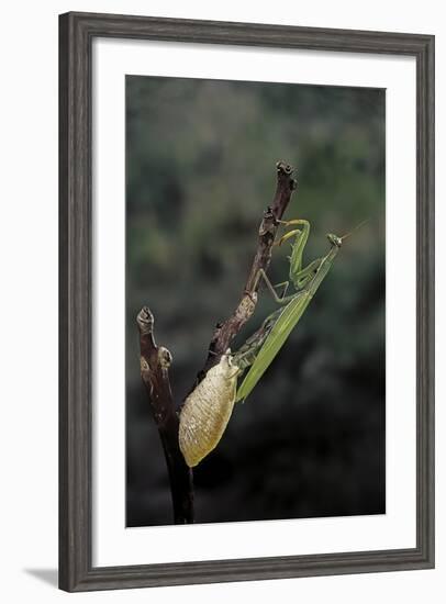 Mantis Religiosa (Praying Mantis) - Laying-Paul Starosta-Framed Photographic Print