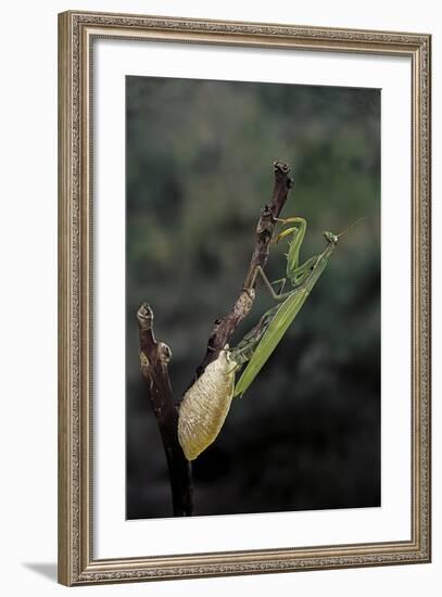 Mantis Religiosa (Praying Mantis) - Laying-Paul Starosta-Framed Photographic Print