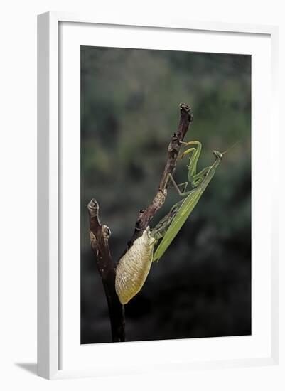 Mantis Religiosa (Praying Mantis) - Laying-Paul Starosta-Framed Photographic Print