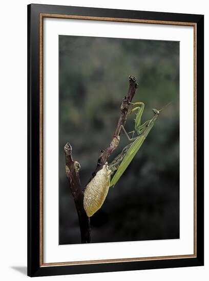 Mantis Religiosa (Praying Mantis) - Laying-Paul Starosta-Framed Photographic Print