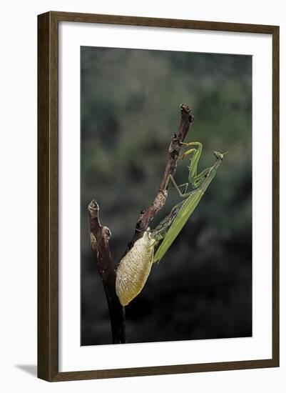 Mantis Religiosa (Praying Mantis) - Laying-Paul Starosta-Framed Photographic Print