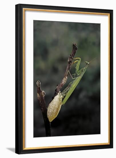 Mantis Religiosa (Praying Mantis) - Laying-Paul Starosta-Framed Photographic Print