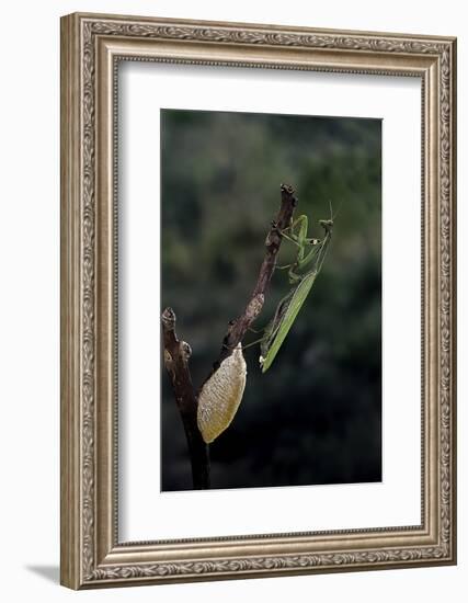 Mantis Religiosa (Praying Mantis) - Laying-Paul Starosta-Framed Photographic Print