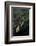 Mantis Religiosa (Praying Mantis) - Laying-Paul Starosta-Framed Photographic Print