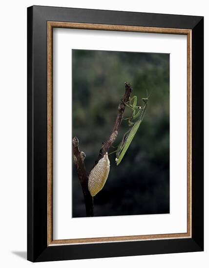 Mantis Religiosa (Praying Mantis) - Laying-Paul Starosta-Framed Photographic Print