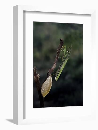 Mantis Religiosa (Praying Mantis) - Laying-Paul Starosta-Framed Photographic Print