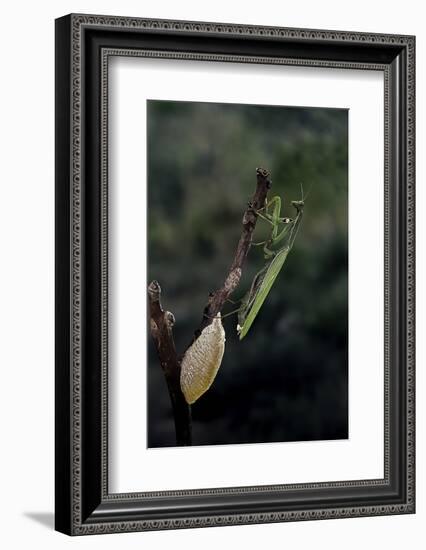 Mantis Religiosa (Praying Mantis) - Laying-Paul Starosta-Framed Photographic Print