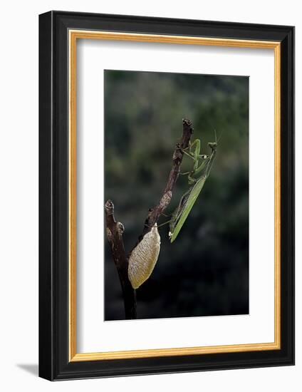 Mantis Religiosa (Praying Mantis) - Laying-Paul Starosta-Framed Photographic Print