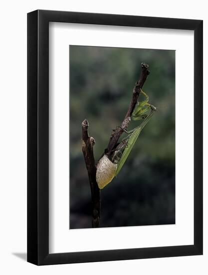 Mantis Religiosa (Praying Mantis) - Laying-Paul Starosta-Framed Photographic Print