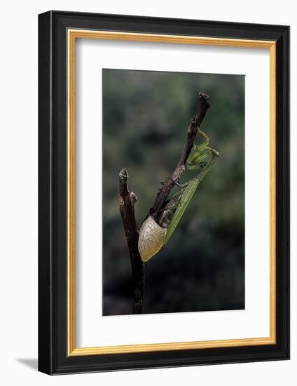 Mantis Religiosa (Praying Mantis) - Laying-Paul Starosta-Framed Photographic Print