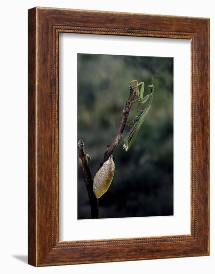 Mantis Religiosa (Praying Mantis) - Laying-Paul Starosta-Framed Photographic Print