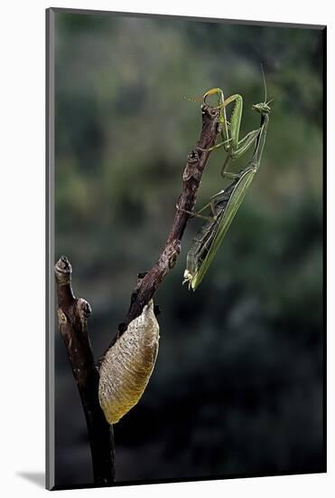 Mantis Religiosa (Praying Mantis) - Laying-Paul Starosta-Mounted Photographic Print