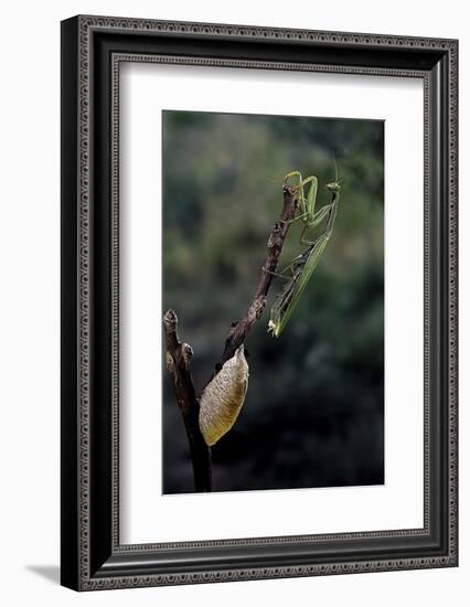 Mantis Religiosa (Praying Mantis) - Laying-Paul Starosta-Framed Photographic Print