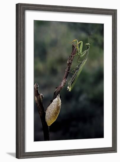 Mantis Religiosa (Praying Mantis) - Laying-Paul Starosta-Framed Photographic Print