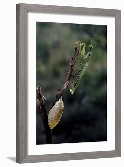 Mantis Religiosa (Praying Mantis) - Laying-Paul Starosta-Framed Photographic Print