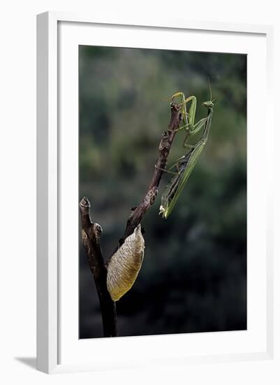 Mantis Religiosa (Praying Mantis) - Laying-Paul Starosta-Framed Photographic Print