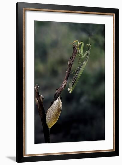 Mantis Religiosa (Praying Mantis) - Laying-Paul Starosta-Framed Photographic Print