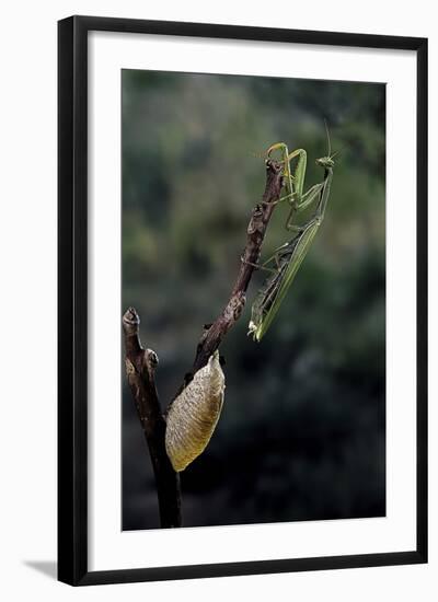 Mantis Religiosa (Praying Mantis) - Laying-Paul Starosta-Framed Photographic Print