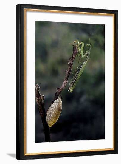 Mantis Religiosa (Praying Mantis) - Laying-Paul Starosta-Framed Photographic Print