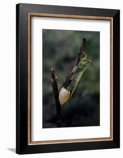 Mantis Religiosa (Praying Mantis) - Laying-Paul Starosta-Framed Photographic Print