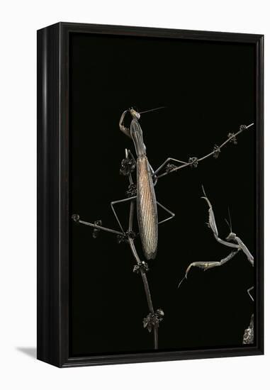 Mantis Religiosa (Praying Mantis) - Male with Female-Paul Starosta-Framed Premier Image Canvas