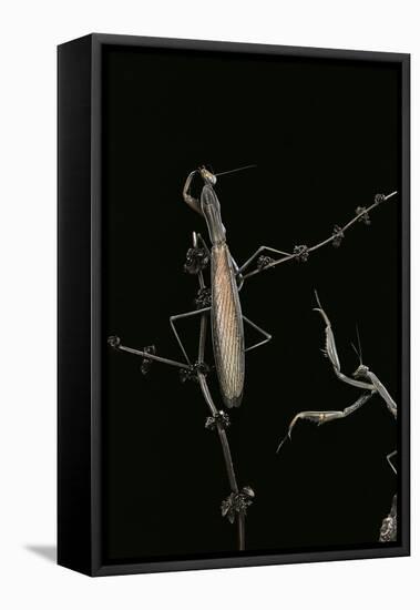 Mantis Religiosa (Praying Mantis) - Male with Female-Paul Starosta-Framed Premier Image Canvas