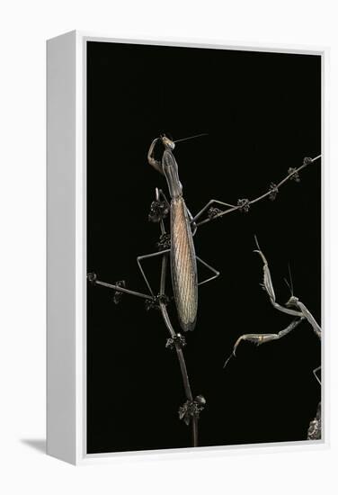 Mantis Religiosa (Praying Mantis) - Male with Female-Paul Starosta-Framed Premier Image Canvas