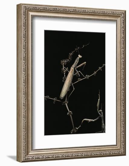 Mantis Religiosa (Praying Mantis) - Male with Female-Paul Starosta-Framed Photographic Print