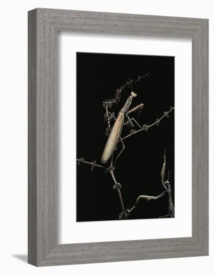 Mantis Religiosa (Praying Mantis) - Male with Female-Paul Starosta-Framed Photographic Print