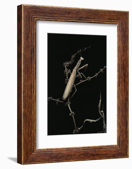 Mantis Religiosa (Praying Mantis) - Male with Female-Paul Starosta-Framed Photographic Print