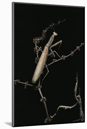 Mantis Religiosa (Praying Mantis) - Male with Female-Paul Starosta-Mounted Photographic Print