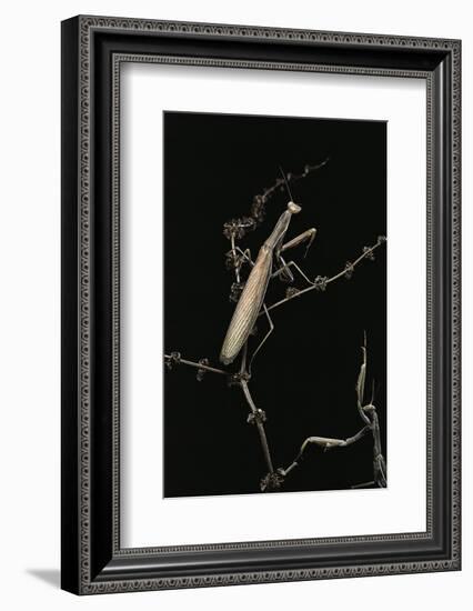 Mantis Religiosa (Praying Mantis) - Male with Female-Paul Starosta-Framed Photographic Print