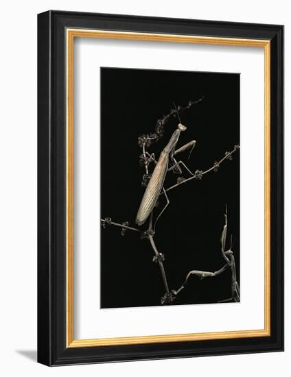 Mantis Religiosa (Praying Mantis) - Male with Female-Paul Starosta-Framed Photographic Print