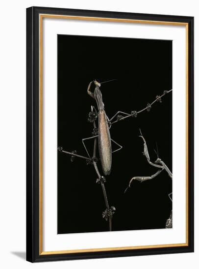 Mantis Religiosa (Praying Mantis) - Male with Female-Paul Starosta-Framed Photographic Print