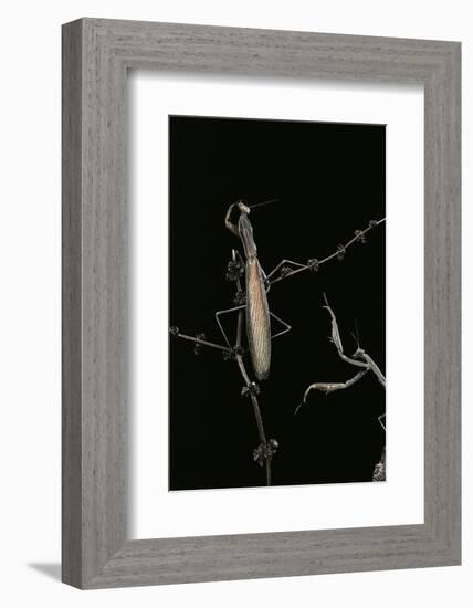 Mantis Religiosa (Praying Mantis) - Male with Female-Paul Starosta-Framed Photographic Print