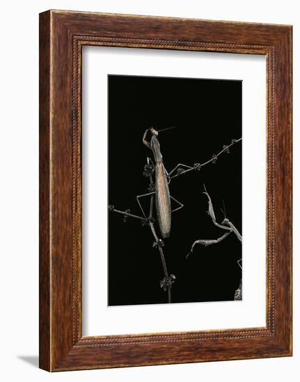 Mantis Religiosa (Praying Mantis) - Male with Female-Paul Starosta-Framed Photographic Print