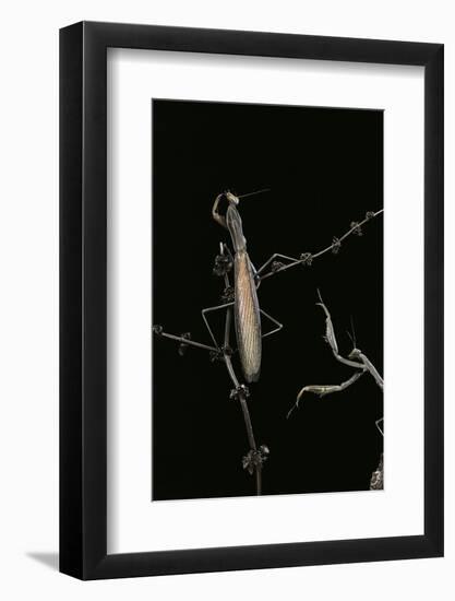 Mantis Religiosa (Praying Mantis) - Male with Female-Paul Starosta-Framed Photographic Print