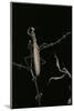 Mantis Religiosa (Praying Mantis) - Male with Female-Paul Starosta-Mounted Photographic Print