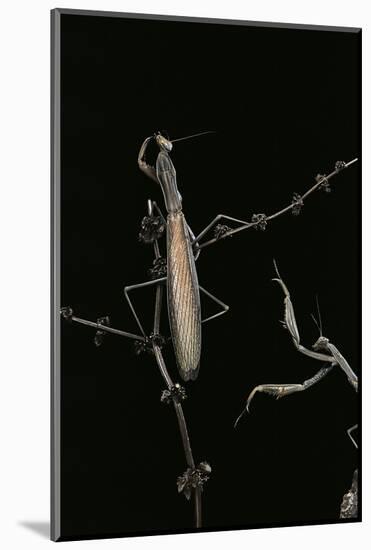 Mantis Religiosa (Praying Mantis) - Male with Female-Paul Starosta-Mounted Photographic Print