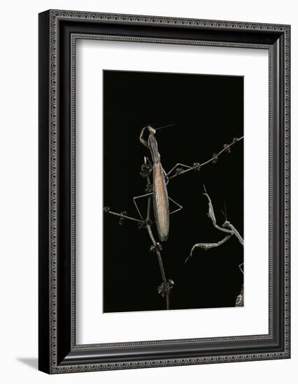 Mantis Religiosa (Praying Mantis) - Male with Female-Paul Starosta-Framed Photographic Print