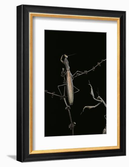 Mantis Religiosa (Praying Mantis) - Male with Female-Paul Starosta-Framed Photographic Print