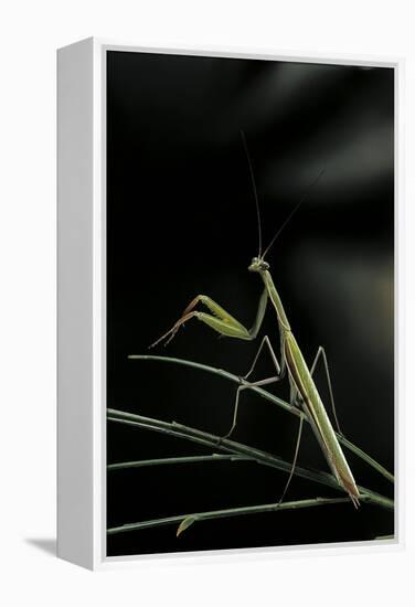 Mantis Religiosa (Praying Mantis) - Male-Paul Starosta-Framed Premier Image Canvas