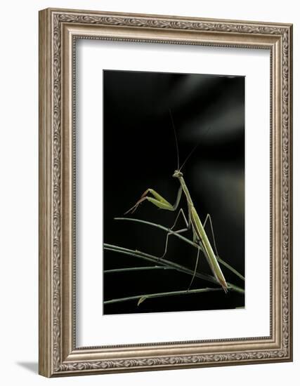 Mantis Religiosa (Praying Mantis) - Male-Paul Starosta-Framed Photographic Print