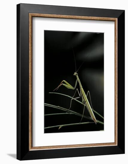Mantis Religiosa (Praying Mantis) - Male-Paul Starosta-Framed Photographic Print