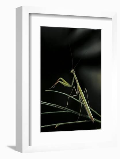 Mantis Religiosa (Praying Mantis) - Male-Paul Starosta-Framed Photographic Print