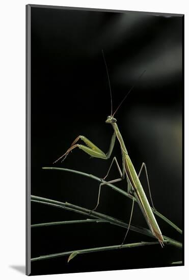 Mantis Religiosa (Praying Mantis) - Male-Paul Starosta-Mounted Photographic Print