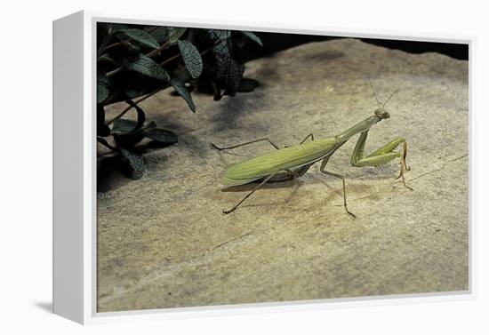 Mantis Religiosa (Praying Mantis) - on Stone-Paul Starosta-Framed Premier Image Canvas