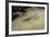 Mantis Religiosa (Praying Mantis) - on Stone-Paul Starosta-Framed Photographic Print