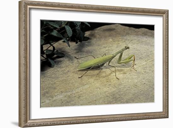 Mantis Religiosa (Praying Mantis) - on Stone-Paul Starosta-Framed Photographic Print